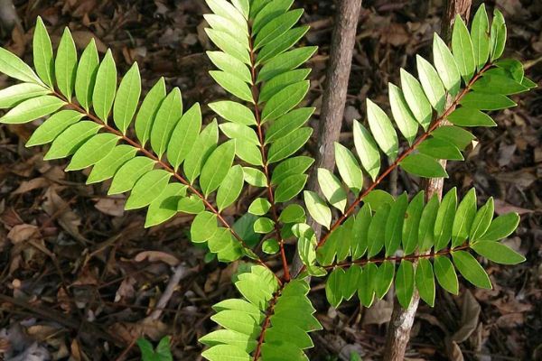 1542946621112137.jpg 截圖01.jpg