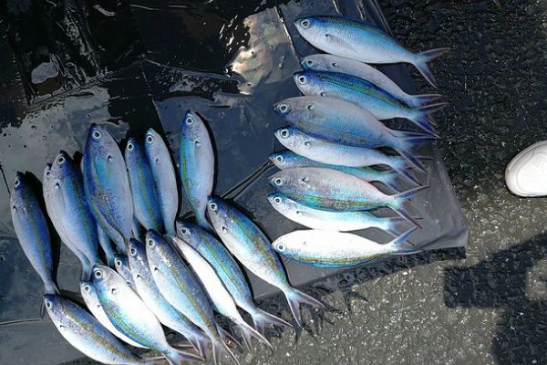 1543461386276560.jpg 截圖05.jpg