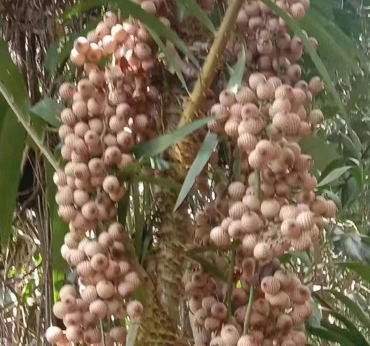 1696568279124200.jpg 截圖06.jpg